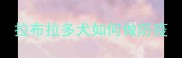 拉布拉多犬如何做防疫