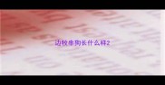 边牧串狗长什么样