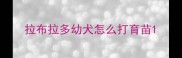 拉布拉多幼犬怎么打育苗