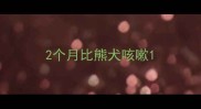 2个月比熊犬咳嗽