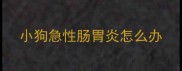 小狗急性肠胃炎怎么办