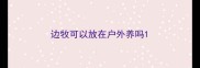 边牧可以放在户外养吗