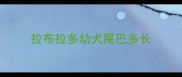拉布拉多幼犬尾巴多长