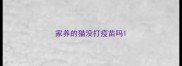 家养的猫没打疫苗吗