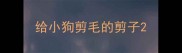 给小狗剪毛的剪子