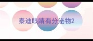 泰迪眼睛有分泌物
