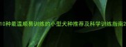 10种最温顺易训练的小型犬种推荐及科学训练指南