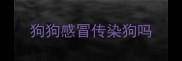 狗狗感冒传染狗吗