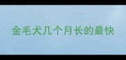 金毛犬几个月长的最快