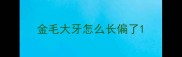 金毛大牙怎么长偏了