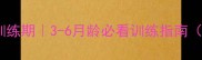 泰迪犬黄金训练期3-6月龄必看训练指南附避坑攻略