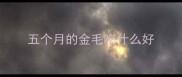五个月的金毛吃什么好