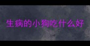生病的小狗吃什么好