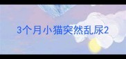 3个月小猫突然乱尿
