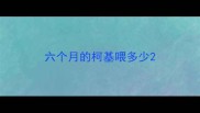 六个月的柯基喂多少