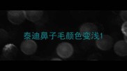泰迪鼻子毛颜色变浅