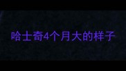 哈士奇4个月大的样子