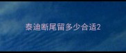 泰迪断尾留多少合适