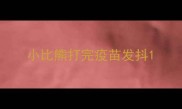 小比熊打完疫苗发抖