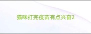 猫咪打完疫苗有点兴奋