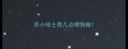 养小哈士奇几点喂狗粮