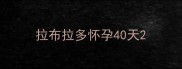拉布拉多怀孕40天