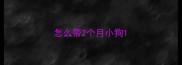 怎么带2个月小狗