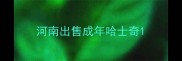 河南出售成年哈士奇