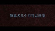 银狐犬几个月可以洗澡