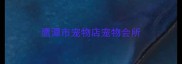 鹰潭市宠物店宠物会所