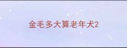 金毛多大算老年犬