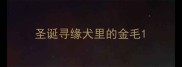 圣诞寻缘犬里的金毛
