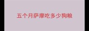 五个月萨摩吃多少狗粮