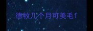 德牧几个月可美毛