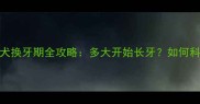 边境牧羊犬换牙期全攻略多大开始长牙如何科学护理