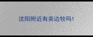 沈阳附近有卖边牧吗