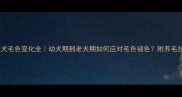 金毛犬毛色变化全幼犬期到老犬期如何应对毛色褪色附养毛技巧