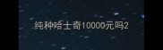 纯种哈士奇10000元吗