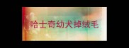 哈士奇幼犬掉绒毛