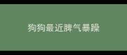 狗狗最近脾气暴躁