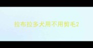 拉布拉多犬用不用剪毛