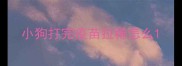 小狗打完疫苗拉稀怎么