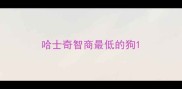 哈士奇智商最低的狗