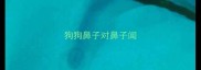 狗狗鼻子对鼻子闻