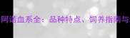 拉布拉多阿诺血系全品种特点饲养指南与选购攻略