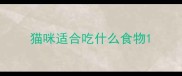 猫咪适合吃什么食物