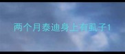 两个月泰迪身上有虱子