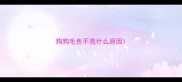 狗狗毛色不亮什么原因