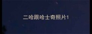 二哈跟哈士奇照片