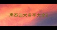 黑泰迪犬名字大全